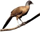 exotic bird