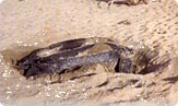 great leatherback turtle